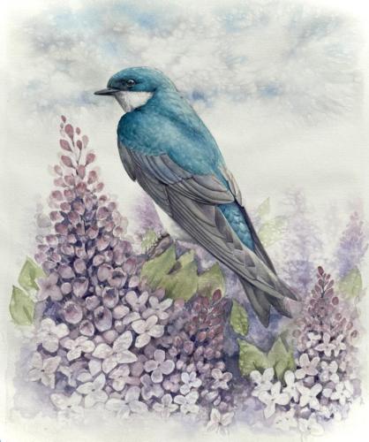 Tree Swallow and Lilacs